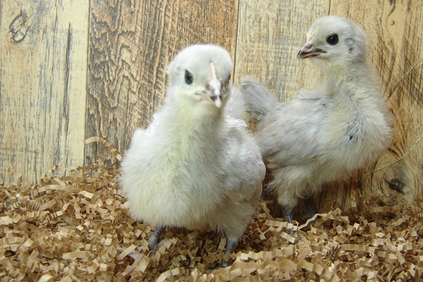 4 Pullet Chicks Week 2